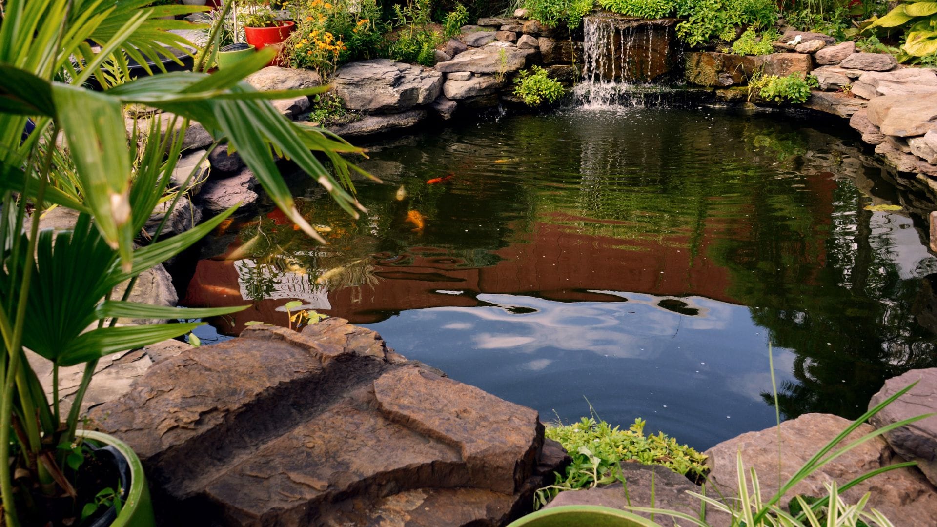 Custom koi pond with stone waterfall and lush plantings built by Aquastyle Creations